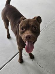 Reunited Unknown Dog last seen Silver Meadows, Ocala, FL 34470