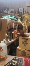 Reunited Male Dog last seen NNU Nampa Idaho, Nampa, ID 83686