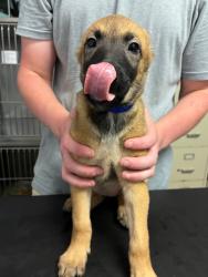 Shelter Stray Female Dog last seen Bexar County, New Braunfels, TX 78130