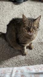Reunited Male Cat last seen last seen on the corner of white feather ln and cochise ct, Mechanicsville, MD 20659