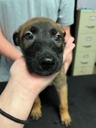 Shelter Stray Female Dog last seen Bexar County, New Braunfels, TX 78130