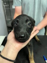 Shelter Stray Female Dog last seen Bexar County, New Braunfels, TX 78130
