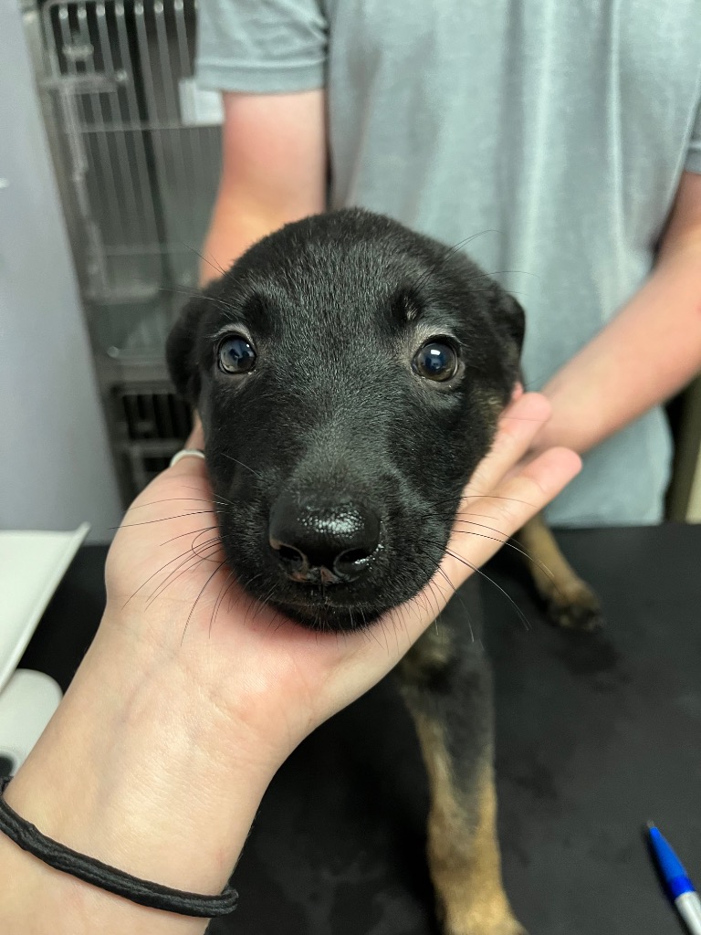 Shelter Stray Female Dog last seen Bexar County, New Braunfels, TX 78130