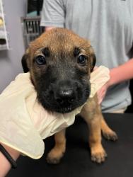 Shelter Stray Female Dog last seen Bexar County, New Braunfels, TX 78130