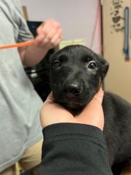 Shelter Stray Female Dog last seen Bexar County, New Braunfels, TX 78130