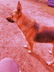Lost Female Dog last seen Near S Roena St, Indianapolis, IN 46241