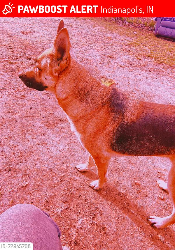 Lost Female Dog last seen Near S Roena St, Indianapolis, IN 46241