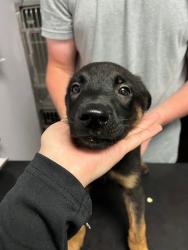 Shelter Stray Male Dog last seen Bexar County, New Braunfels, TX 78130