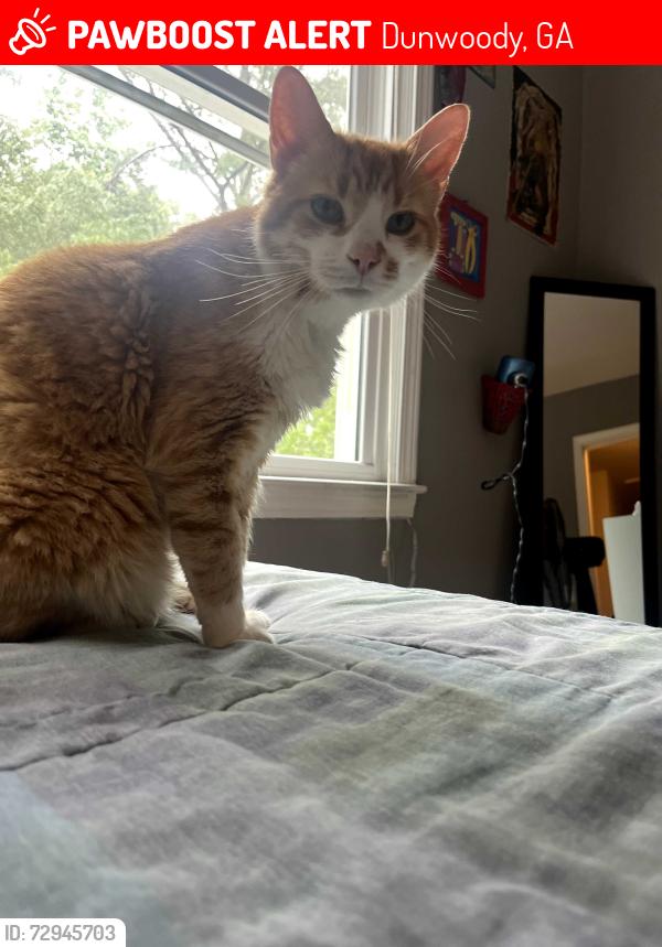 Lost Male Cat last seen Dunwoody Club Forest Neighborhood, Dunwoody, GA 30338