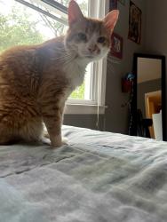 Lost Male Cat last seen Dunwoody Club Forest Neighborhood, Dunwoody, GA 30338