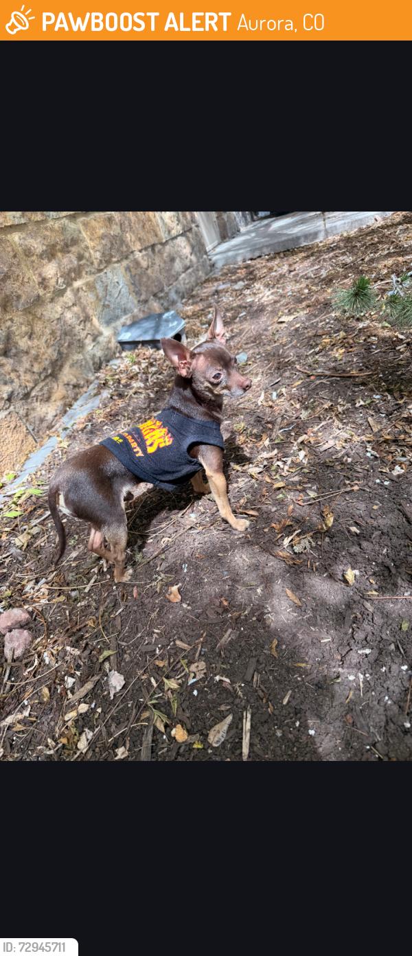 Found/Stray Male Dog last seen Aurora mall, Aurora, CO 80012