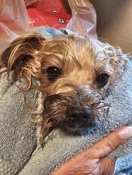 Reunited Unknown Dog last seen Silver Meadows, Ocala, FL 34470