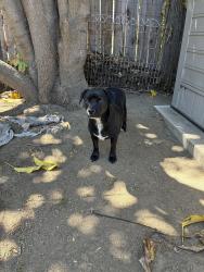 Found/Stray Male Dog last seen Ada Ave and Glendora Ave, Glendora, CA 91741