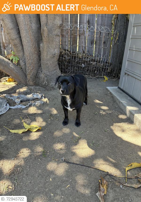 Found/Stray Male Dog last seen Ada Ave and Glendora Ave, Glendora, CA 91741