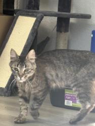 Found/Stray Unknown Cat last seen 40th St and Greenway, Phoenix, AZ 85032