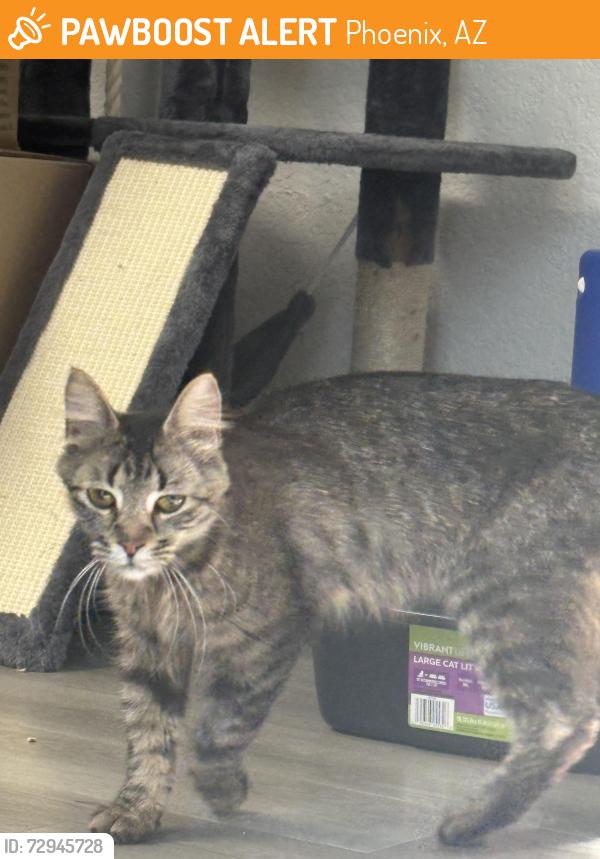 Found/Stray Unknown Cat last seen 40th St and Greenway, Phoenix, AZ 85032
