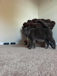 Reunited Female Cat last seen Oakwood dr, Woodbridge, VA 22192