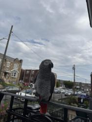 Lost Male Bird last seen Near Kindred street Philadelphia pa 19149, Philadelphia, PA 19149