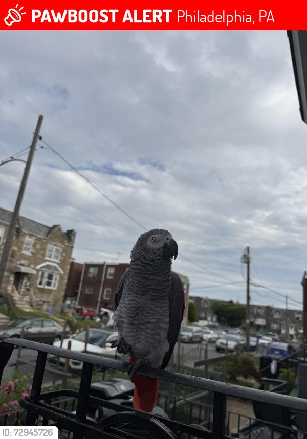 Lost Male Bird last seen Near Kindred street Philadelphia pa 19149, Philadelphia, PA 19149