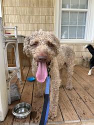 Found/Stray Male Dog last seen Sunnyside, Winston-Salem, NC 27127