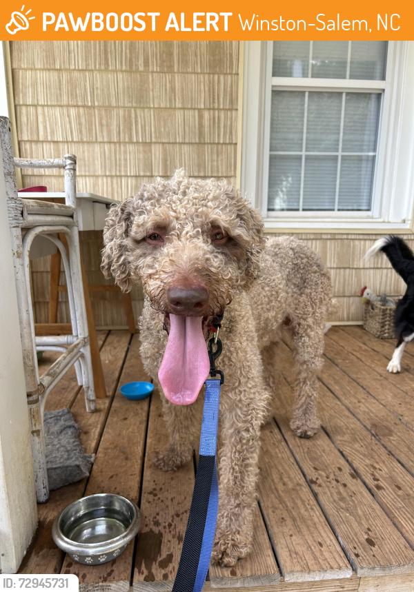 Found/Stray Male Dog last seen Sunnyside, Winston-Salem, NC 27127