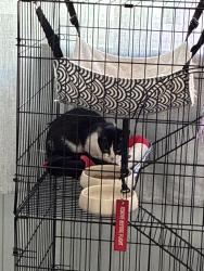 Reunited Female Cat last seen South Griffith Park Drive, Burbank, CA 91506
