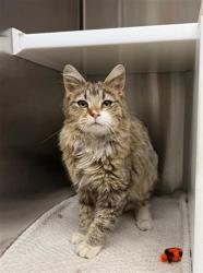 Shelter Stray Female Cat last seen 66TH AND FEDERAL, Brighton, CO 80601