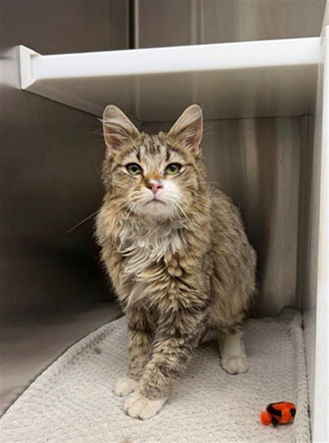 Shelter Stray Female Cat last seen 66TH AND FEDERAL, Brighton, CO 80601