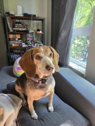 Reunited Female Dog last seen 20th & Hull, Vancouver, BC V5N 2L2