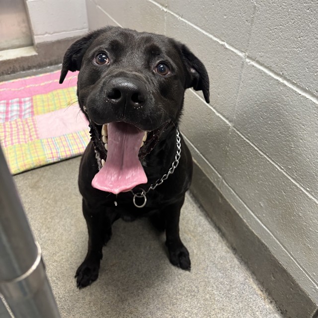 Shelter Stray Male Dog last seen Near BLOCK HALSEY AVE, Huntsville, AL 35805