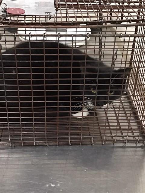 Shelter Stray Unknown Cat last seen Near BLOCK MURIAL ST, Brighton, CO 80601