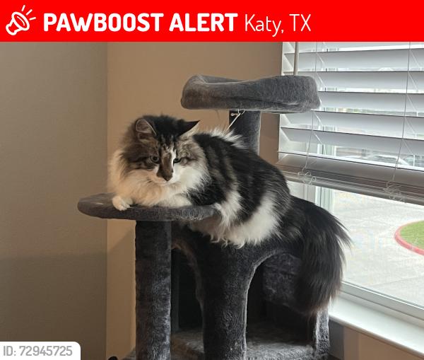 Lost Male Cat last seen Near Autumn Meadow dr., Katy, TX 77449