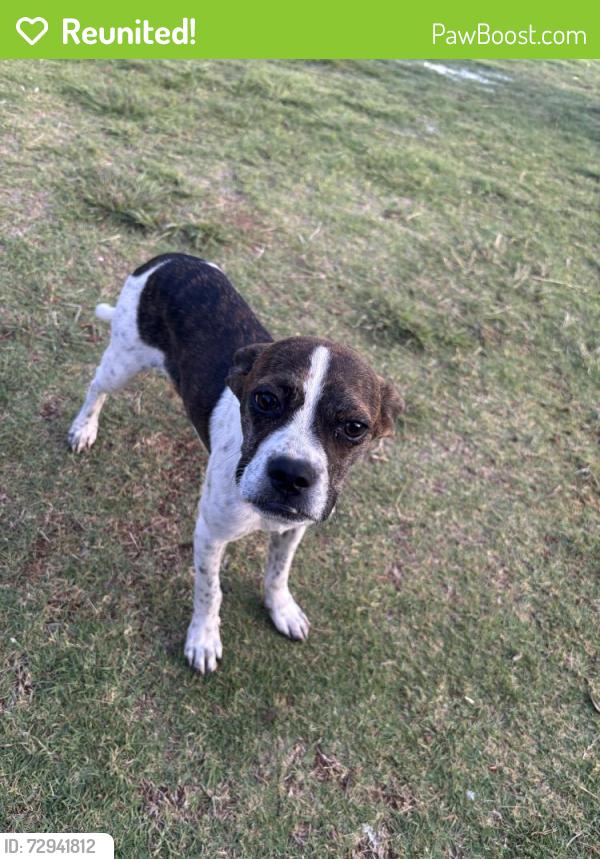 Reunited Male Dog last seen 60th and  Valencia , Lubbock, TX 79407