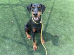 Shelter Stray Male Dog last seen , Los Angeles, CA 90031
