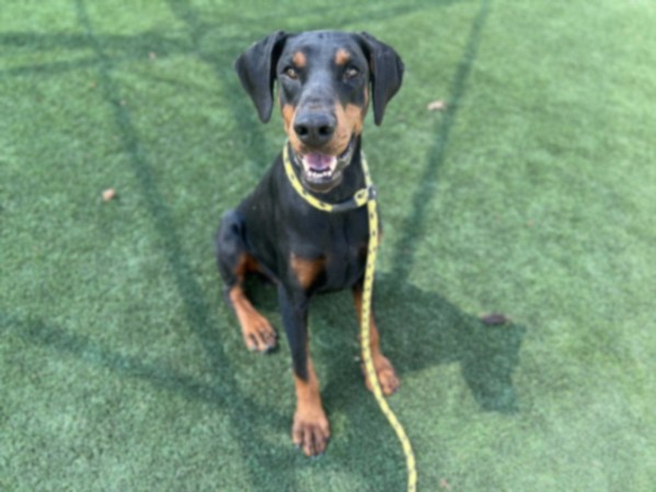 Shelter Stray Male Dog last seen , Los Angeles, CA 90031