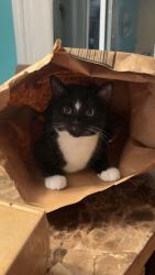 Lost Male Cat last seen 11th line thornton , Egbert, ON L0L 1N0