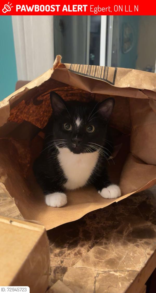 Lost Male Cat last seen 11th line thornton, Egbert, ON L0L 1N0