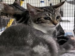 Shelter Stray Female Cat last seen , Los Angeles, CA 90047