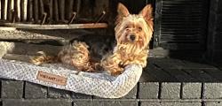 Lost Male Dog last seen 15th and 123th , Tulsa, OK 74128