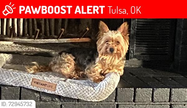 Lost Male Dog last seen 15th and 123th , Tulsa, OK 74128