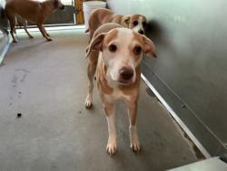 Shelter Stray Female Dog last seen Near BLOCK W JACKSON ST, San Bernardino, CA 92401