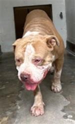 Shelter Stray Male Dog last seen , Sanford, FL 32773
