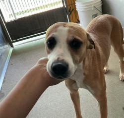 Shelter Stray Female Dog last seen Near BLOCK W JACKSON, San Bernardino, CA 92401