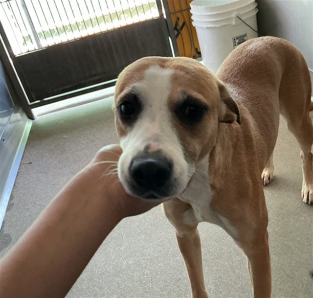 Shelter Stray Female Dog last seen Near BLOCK W JACKSON, San Bernardino, CA 92401