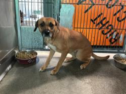 Shelter Stray Female Dog last seen Near BLOCK W JACKSON, San Bernardino, CA 92401