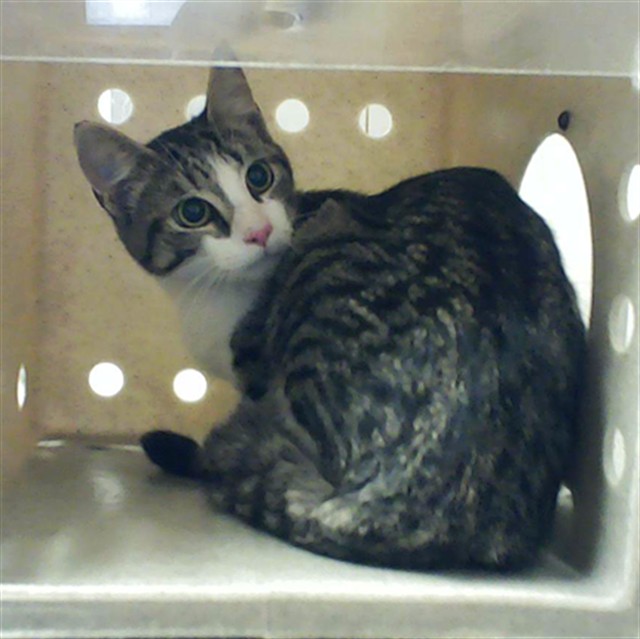Shelter Stray Male Cat last seen Near BLOCK GANAHL PL, FORT LIBERTY NC 28307, Fayetteville, NC 28306