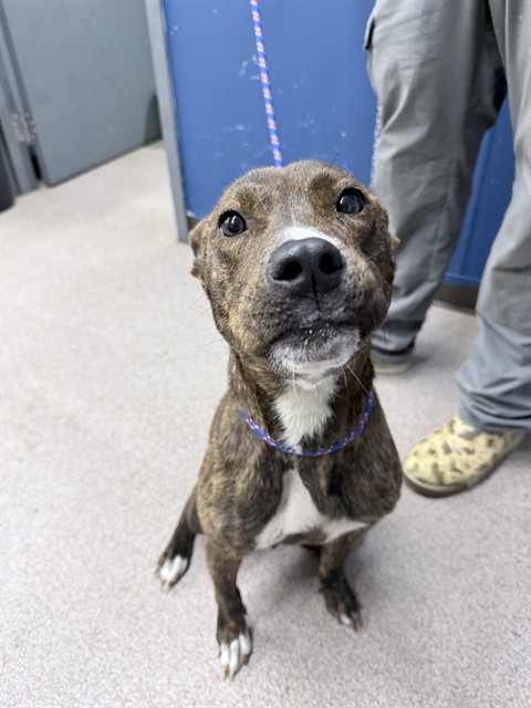 Shelter Stray Female Dog last seen FALLSTON RD,SHELBY, Shelby, NC 28150