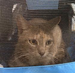 Shelter Stray Female Cat last seen , Shelby, NC 28150
