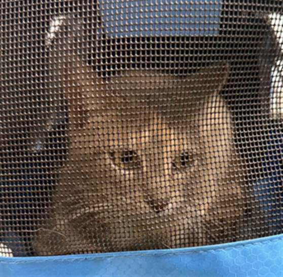 Shelter Stray Female Cat last seen , Shelby, NC 28150
