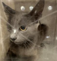 Shelter Stray Female Cat last seen , San Pedro, CA 90731